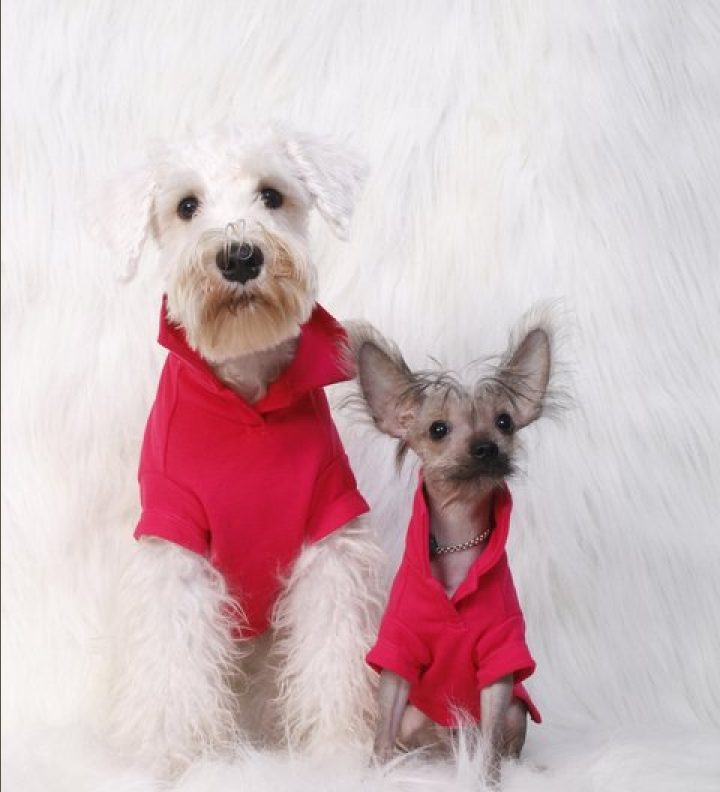butterdogwear signup